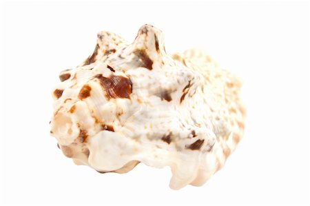 simsearch:400-04106913,k - Close-up of sea shell isolated on white background Stock Photo - Budget Royalty-Free & Subscription, Code: 400-03973694