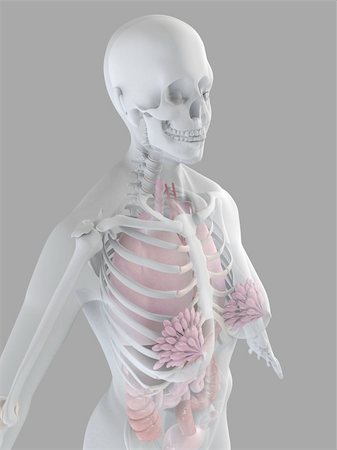 simsearch:400-04260749,k - 3d rendered anatomy illustration of a female skeleton with organs Stockbilder - Microstock & Abonnement, Bildnummer: 400-03973815