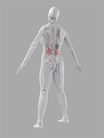 simsearch:400-04008303,k - 3d rendered anatomy illustration of a female skeletal back with organs Stockbilder - Microstock & Abonnement, Bildnummer: 400-03973817