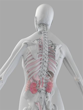 simsearch:400-04163427,k - 3d rendered anatomy illustration of a female skeletal back with organs Stockbilder - Microstock & Abonnement, Bildnummer: 400-03973818