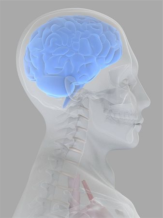 simsearch:400-05120940,k - 3d rendered anatomy illustration of a human head shape with brain Photographie de stock - Aubaine LD & Abonnement, Code: 400-03973819