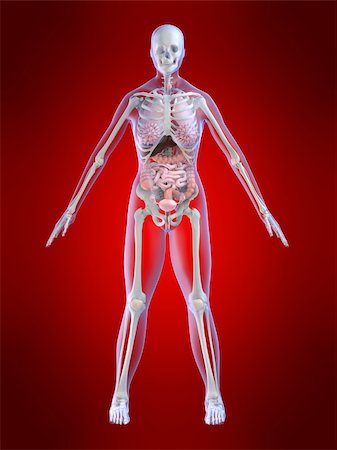 simsearch:400-04260749,k - 3d rendered illustration of a female skeleton with organs Stockbilder - Microstock & Abonnement, Bildnummer: 400-03973835