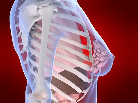 3d rendered anatomy illustration of a female skeleton with breast Stock Photo - Budget Royalty-Free & Subscription, Code: 400-03973837