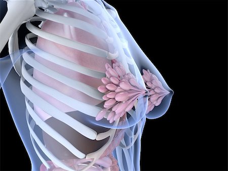 pregnant woman breast - 3d rendered anatomy illustration of a female skeleton with breast Stock Photo - Budget Royalty-Free & Subscription, Code: 400-03973841