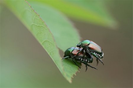 Beetles making more beetles. Foto de stock - Super Valor sin royalties y Suscripción, Código: 400-03973927