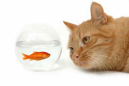 Cat is looking at a fish in a bowl. Note the fish is still alive and in well being. Stock Photo - Budget Royalty-Free & Subscription, Code: 400-03984046