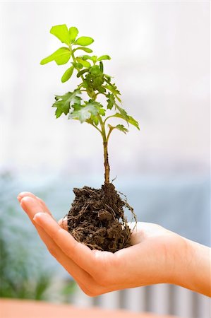 simsearch:400-04385133,k - Holding a new plant in hand Stock Photo - Budget Royalty-Free & Subscription, Code: 400-03984142