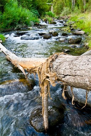 falling of a broken tree - Fallen tree trunk over the river Stock Photo - Budget Royalty-Free & Subscription, Code: 400-03984330