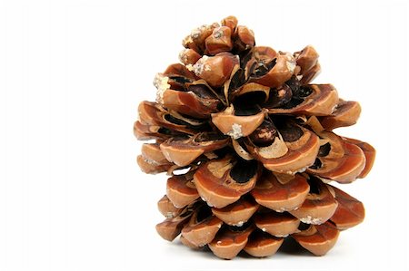 pine cone isolated on the white background Stock Photo - Budget Royalty-Free & Subscription, Code: 400-03984518