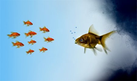 sad fish - Goldfish fish in a polluted zone Stock Photo - Budget Royalty-Free & Subscription, Code: 400-03984522