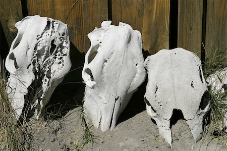 simsearch:400-04509148,k - Three cow skulls lying next to an old shed on an Oregon ranch. These old bones have been bleached white by the sun. Photographie de stock - Aubaine LD & Abonnement, Code: 400-03984561