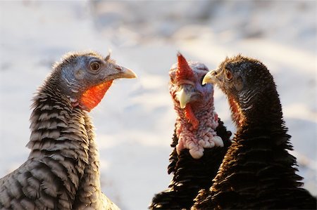 Turkeys. Discuss world problems. Stock Photo - Budget Royalty-Free & Subscription, Code: 400-03984810