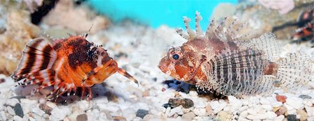 simsearch:400-07224238,k - An aquarium with sea fishes Stock Photo - Budget Royalty-Free & Subscription, Code: 400-03984812