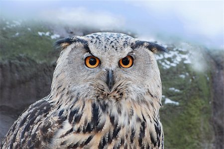 simsearch:400-05349017,k - Eagle owl against a hill (bubo bubo). Stock Photo - Budget Royalty-Free & Subscription, Code: 400-03984813