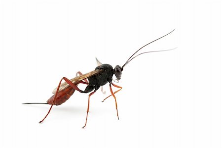 simsearch:400-06560180,k - An African Ichneumonid wasp on a white background Stock Photo - Budget Royalty-Free & Subscription, Code: 400-03984890