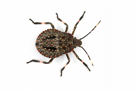 simsearch:400-03984889,k - A small spotted bug on a white background Foto de stock - Super Valor sin royalties y Suscripción, Código: 400-03984893