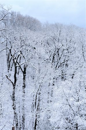 simsearch:400-03987371,k - Winter forest covered with snow, natural background Foto de stock - Super Valor sin royalties y Suscripción, Código: 400-03985276