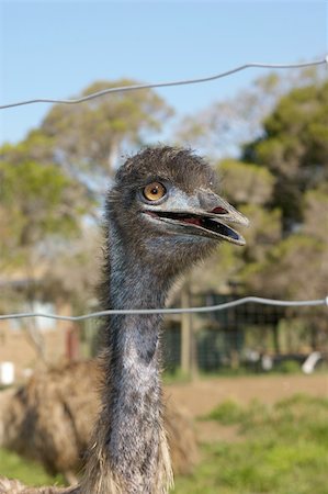 Emu at an emu farm Photographie de stock - Aubaine LD & Abonnement, Code: 400-03985281