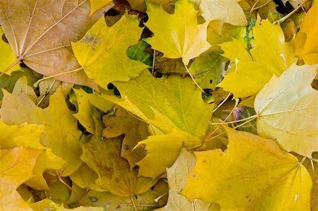 simsearch:400-05880107,k - A background image of golden fall leaves covering the ground. Photographie de stock - Aubaine LD & Abonnement, Code: 400-03985566