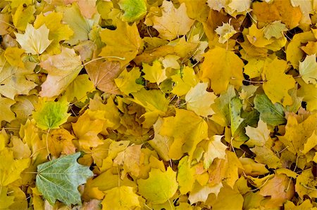 A background image of golden fall leaves covering the ground. Photographie de stock - Aubaine LD & Abonnement, Code: 400-03985567