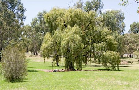 Willow tree in parkland Foto de stock - Super Valor sin royalties y Suscripción, Código: 400-03985873