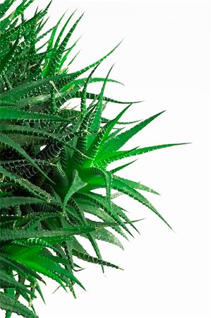 simsearch:400-06128310,k - cactus aloe vera background on white Stock Photo - Budget Royalty-Free & Subscription, Code: 400-03985895