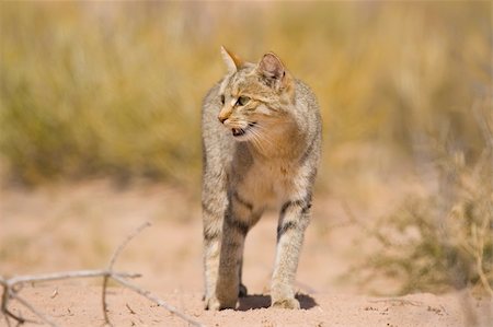 African wild cat in the kalahari fields Foto de stock - Super Valor sin royalties y Suscripción, Código: 400-03986617