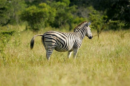 simsearch:400-03937596,k - A herd of African Zebras Stock Photo - Budget Royalty-Free & Subscription, Code: 400-03986875