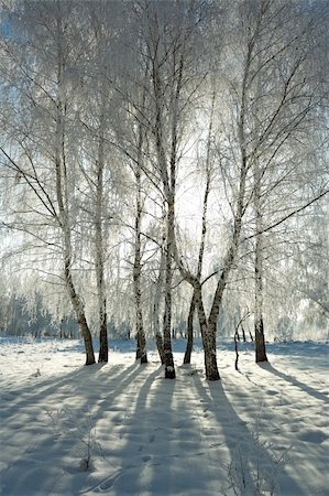 simsearch:400-05919692,k - Cold winter day, beautiful hoarfrost and rime on trees Stock Photo - Budget Royalty-Free & Subscription, Code: 400-03986870