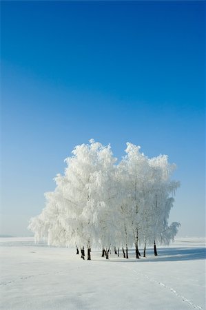 simsearch:400-05919692,k - Cold winter day, beautiful hoarfrost and rime on trees Stock Photo - Budget Royalty-Free & Subscription, Code: 400-03986872