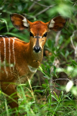 African Female Nyala Stock Photo - Budget Royalty-Free & Subscription, Code: 400-03986886