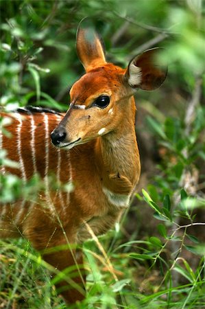 African Female Nyala Stock Photo - Budget Royalty-Free & Subscription, Code: 400-03986887