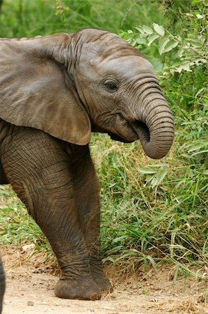 simsearch:400-03937596,k - A herd of African Elephants Stock Photo - Budget Royalty-Free & Subscription, Code: 400-03986896