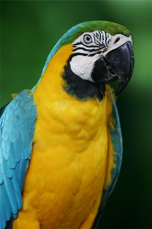 simsearch:400-03936936,k - Macaws Photographie de stock - Aubaine LD & Abonnement, Code: 400-03986903