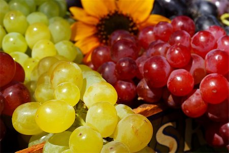 Bunches of grapes and sunflowers in a vintage wooden fruit box picked fresh from the garden (part of a series) Stock Photo - Budget Royalty-Free & Subscription, Code: 400-03987011