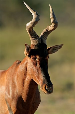 Portrait of a red hartebeest (Alcelaphus buselaphus) , Kalahari desert, South Africa Photographie de stock - Aubaine LD & Abonnement, Code: 400-03987024