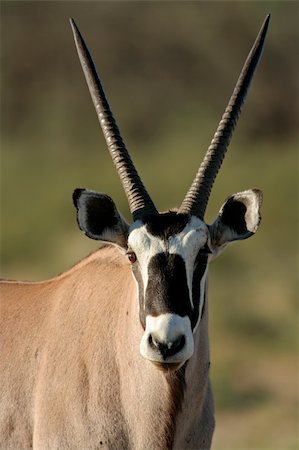 simsearch:400-06521553,k - Portrait of a gemsbok antelope (Oryx gazella), Kalahari desert, South Africa Stock Photo - Budget Royalty-Free & Subscription, Code: 400-03987021