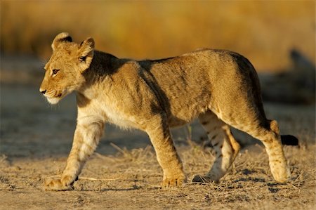 simsearch:400-06207209,k - Young lion cub (Panthera leo), Kalahari desert, South Africa Fotografie stock - Microstock e Abbonamento, Codice: 400-03987023