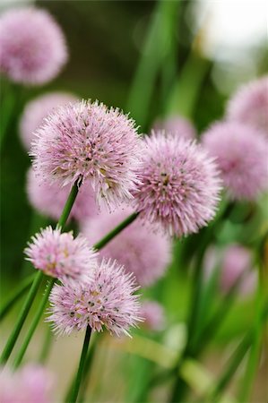 Chives onion plant blossoming. Short depth of field. Stock Photo - Budget Royalty-Free & Subscription, Code: 400-03987188