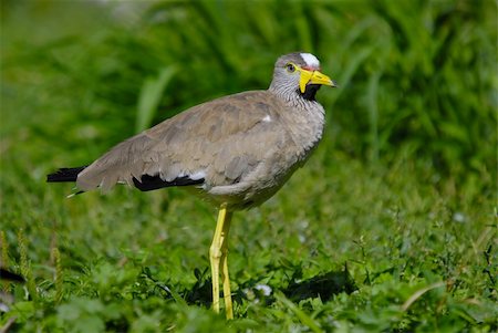 pluvier - african bird Photographie de stock - Aubaine LD & Abonnement, Code: 400-03987329