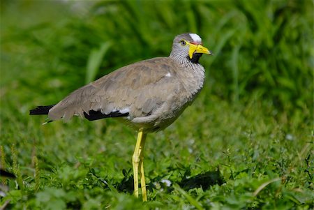 african bird Photographie de stock - Aubaine LD & Abonnement, Code: 400-03987329