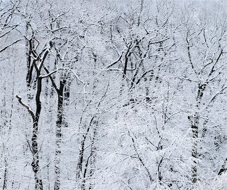 simsearch:400-03987371,k - Winter forest covered with snow, natural background Foto de stock - Super Valor sin royalties y Suscripción, Código: 400-03987370