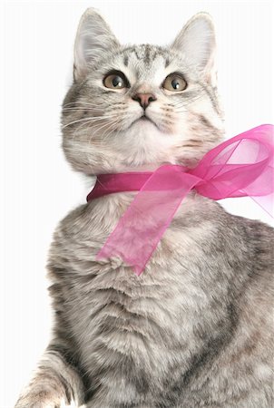 Grey cat with a pink bow on a white background Stockbilder - Microstock & Abonnement, Bildnummer: 400-03987403