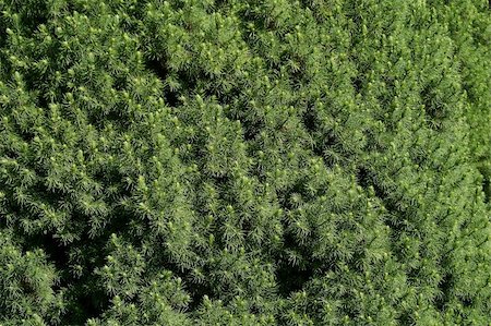 pine cone pattern - Green hedge of evergreen trees texture Foto de stock - Super Valor sin royalties y Suscripción, Código: 400-03987481
