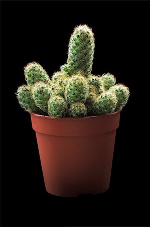 single flower in desert - cactus in the pot on black background Stock Photo - Budget Royalty-Free & Subscription, Code: 400-03987536