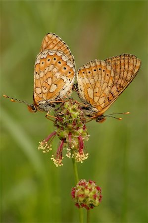 Butterflies copulating on flower on green background. Photographie de stock - Aubaine LD & Abonnement, Code: 400-03987810