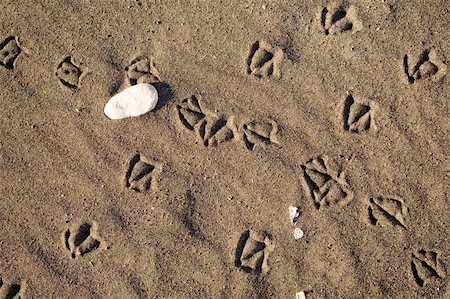 seagulls on sand - Bird foot print path on sand at the ocean Stock Photo - Budget Royalty-Free & Subscription, Code: 400-03987944