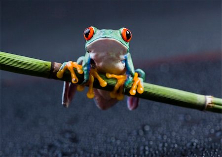 simsearch:400-05356054,k - Frog - small animal with smooth skin and long legs that are used for jumping. Frogs live in or near water. / The Agalychnis callidryas, commonly know as the Red-eyed tree Frog is a small (50-75 mm / 2-3 inches) tree frog native to rainforests of Central America. Photographie de stock - Aubaine LD & Abonnement, Code: 400-03988560