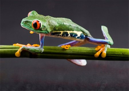 simsearch:400-05356054,k - Frog - small animal with smooth skin and long legs that are used for jumping. Frogs live in or near water. / The Agalychnis callidryas, commonly know as the Red-eyed tree Frog is a small (50-75 mm / 2-3 inches) tree frog native to rainforests of Central America. Photographie de stock - Aubaine LD & Abonnement, Code: 400-03988561