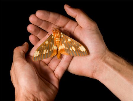 Regal Moth (Citheronia regalis) resting on hands Foto de stock - Super Valor sin royalties y Suscripción, Código: 400-03989283